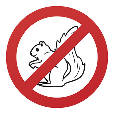 No Squirrels