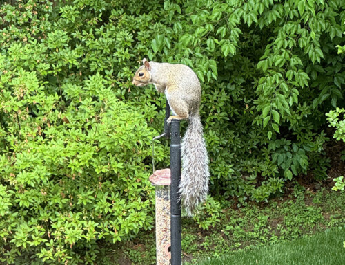 A Squirrel Is Just A Rat With A Cuter Outfit